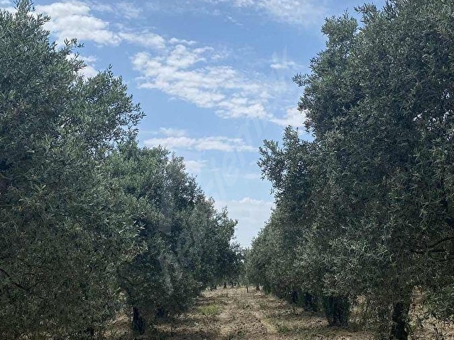 AKHİSAR a 18 KM MECIDYE DE 6200 M2 SATILIK TİRİLYA BAHÇESİ - Görsel 9