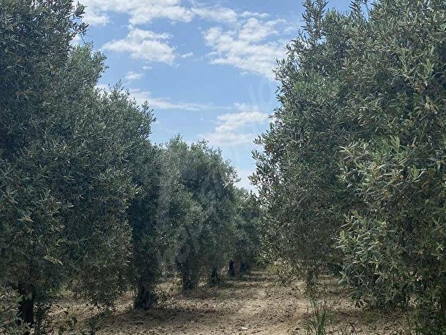 AKHİSAR a 18 KM MECIDYE DE 6200 M2 SATILIK TİRİLYA BAHÇESİ - Görsel 11
