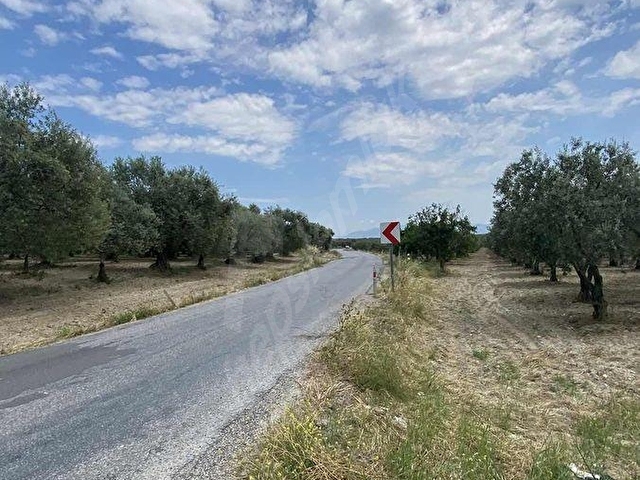 AKHİSAR a 18 KM MECIDYE DE 6200 M2 SATILIK TİRİLYA BAHÇESİ - Görsel 6