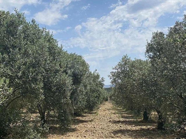 AKHİSAR a 18 KM MECIDYE DE 6200 M2 SATILIK TİRİLYA BAHÇESİ - Görsel 7