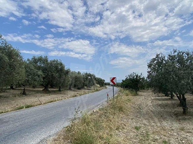 AKHİSAR a 18 KM MECIDYE DE 6200 M2 SATILIK TİRİLYA BAHÇESİ - Görsel 3