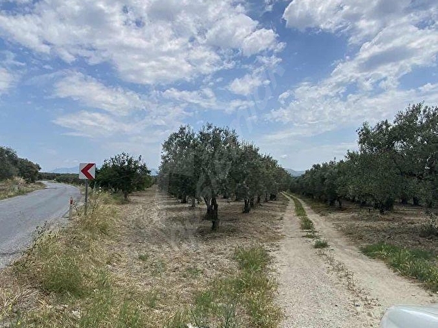 AKHİSAR a 18 KM MECIDYE DE 6200 M2 SATILIK TİRİLYA BAHÇESİ - Görsel 5