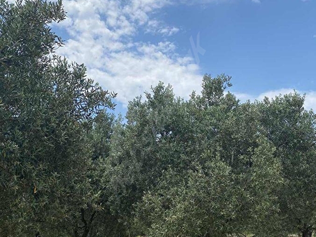 AKHİSAR a 18 KM MECIDYE DE 6200 M2 SATILIK TİRİLYA BAHÇESİ - Görsel 12