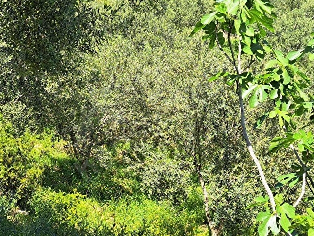 S.Hisar Ürkmez de Baraj ve Deniz Manzaralı Müstakil Tapulu Tarla - Görsel 18
