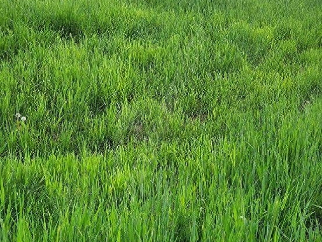 MUĞLA SEYDİKEMERDE SATILIK  2 PARSEL BİR ARADA 13717 M2 TARLA - Görsel 10
