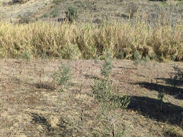 FA EMLAKTAN ÇAVAKTA KOCAHAMZALI  YOLUNDA 3000M2 SATILIK ARSA - Görsel 3