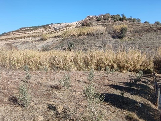 FA EMLAKTAN ÇAVAKTA KOCAHAMZALI  YOLUNDA 3000M2 SATILIK ARSA - Görsel 2