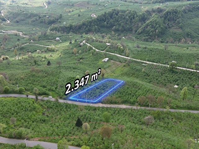 Çamlıcada Manzaralı 2347m²Fındık Bahçesi AsfaltYola 32m Cephe - Görsel 2