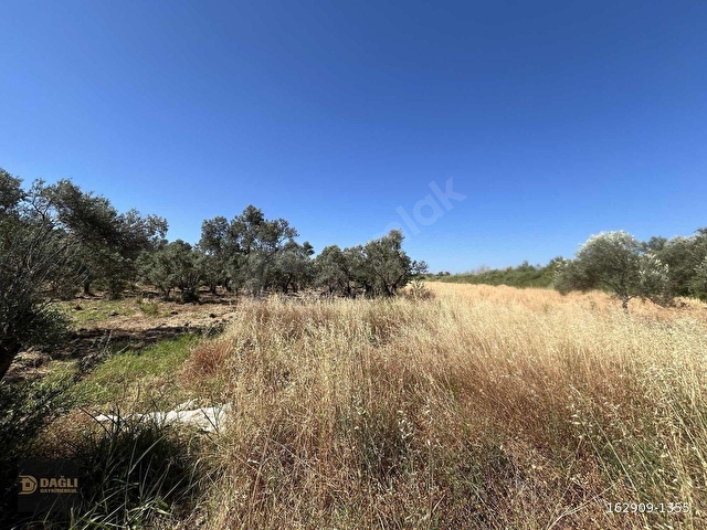 DAĞLI GAYRİMENKULDEN YOLA CEPHELİ 9.636 M² DEĞERLİ ZEYTİNLİK - Görsel 8