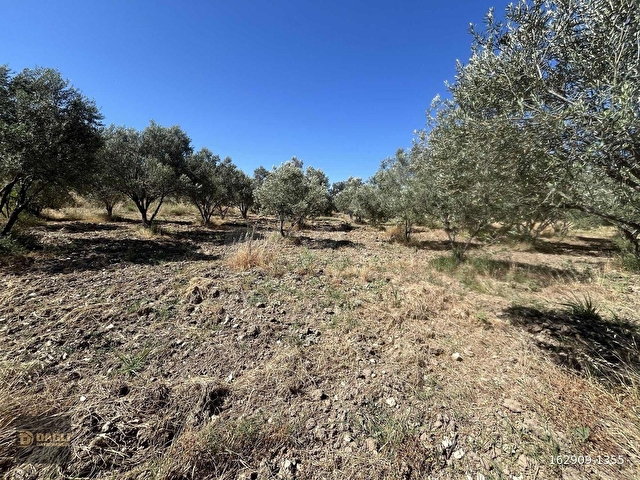 DAĞLI GAYRİMENKULDEN YOLA CEPHELİ 9.636 M² DEĞERLİ ZEYTİNLİK - Görsel 11