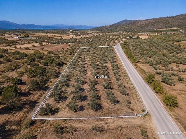DAĞLI GAYRİMENKULDEN YOLA CEPHELİ 9.636 M² DEĞERLİ ZEYTİNLİK