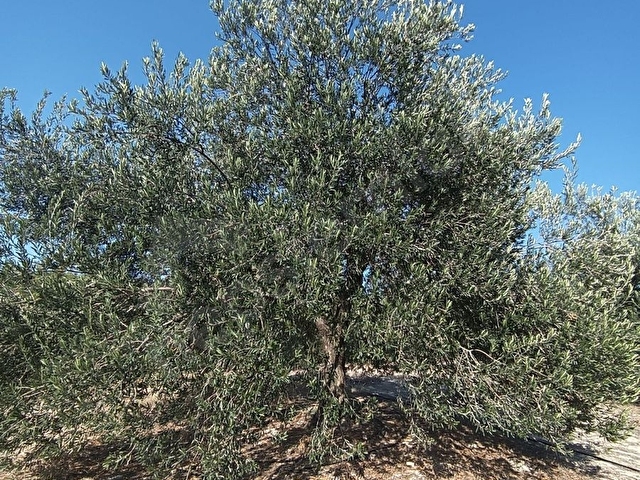 MUT ÇORTAK ZEYTİN BAHÇESİ - Görsel 11