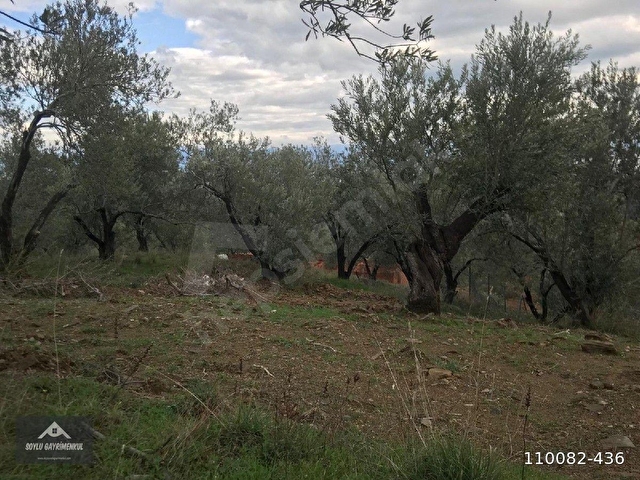 Burhaniye Pelitköy Satılık