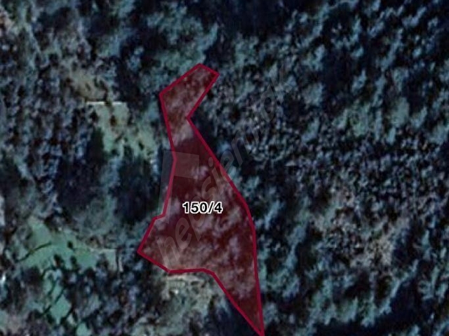 Marmaris Orhaniye’de Ormana Sınır Kadastral Yola Sahip 2888 m2 Tarla - Görsel 3