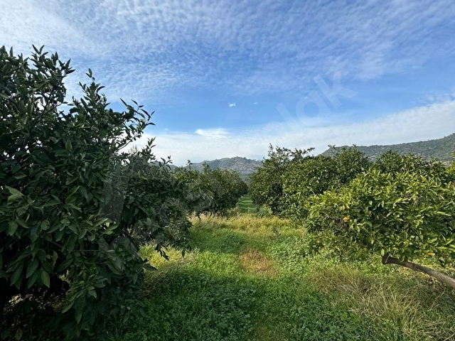 Sahibinden Satılık 202 m2 Mandalina Bahçesi