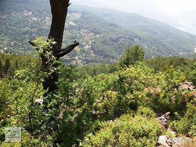 Alanya Gümüşkavak Yavaşta Satılık 28.000.m2 Tarla - Görsel 5