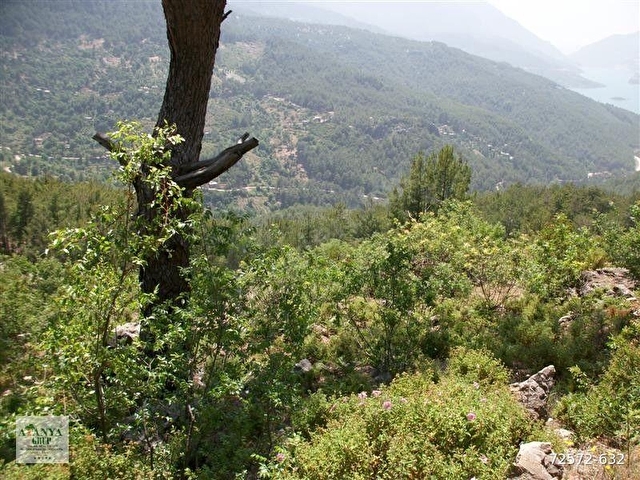 Alanya Gümüşkavak Yavaşta Satılık 28.000.m2 Tarla - Görsel 6
