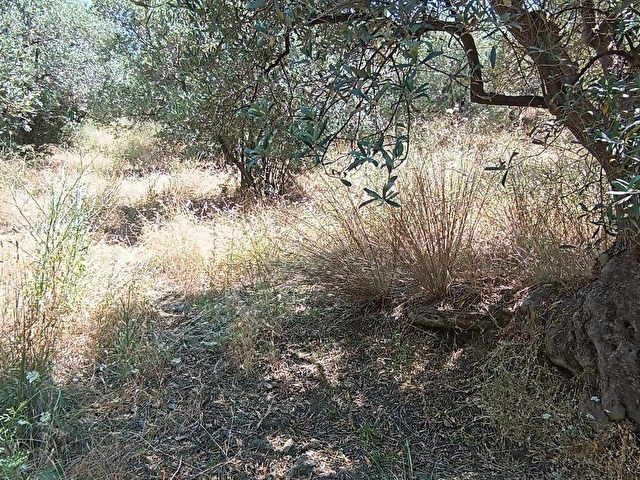 Balıkesir Erdek Narlı Mah. 2.080 m2 Satılık Zeytinlik Deniz Manzaralı Yatırımlık - Görsel 12