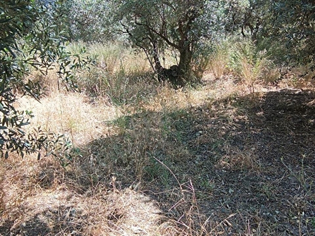 Balıkesir Erdek Narlı Mah. 2.080 m2 Satılık Zeytinlik Deniz Manzaralı Yatırımlık - Görsel 18