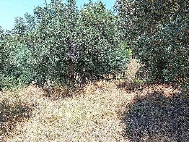 Balıkesir Erdek Narlı Mah. 2.080 m2 Satılık Zeytinlik Deniz Manzaralı Yatırımlık - Görsel 21