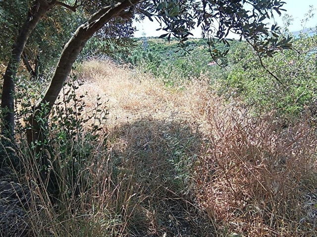 Balıkesir Erdek Narlı Mah. 2.080 m2 Satılık Zeytinlik Deniz Manzaralı Yatırımlık - Görsel 8