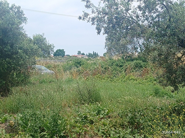 GEMLİK GENÇALİDE ASFALT YOLA CEPHE 2 DÖNÜM SATILIK ZEYTİNLİK - Görsel 22