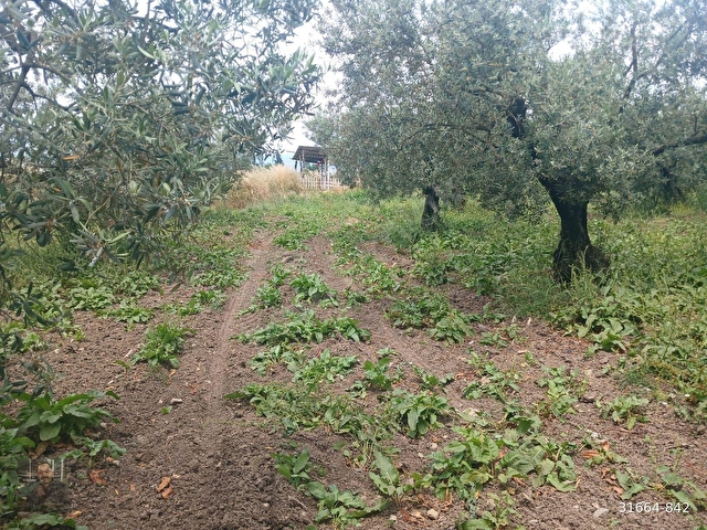 GEMLİK GENÇALİDE ASFALT YOLA CEPHE 2 DÖNÜM SATILIK ZEYTİNLİK - Görsel 24