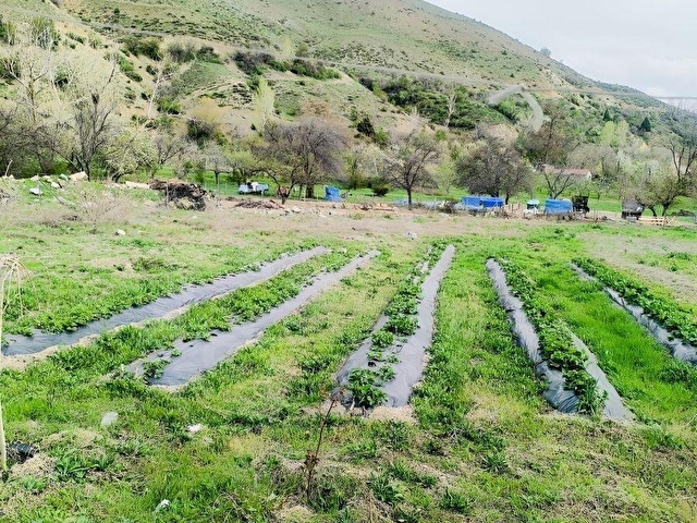 MABELDEN ÜZÜMLÜ/BAYIRBAĞDA SATILIK 3,843 m2 BAHÇE VE DOĞA EVİ - Görsel 9