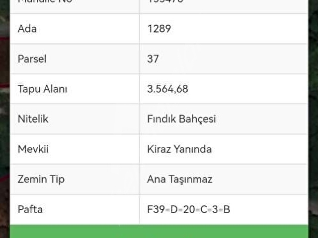 Ordu Perşembe bolatlı da satılık fındık bahçesi - Görsel 10