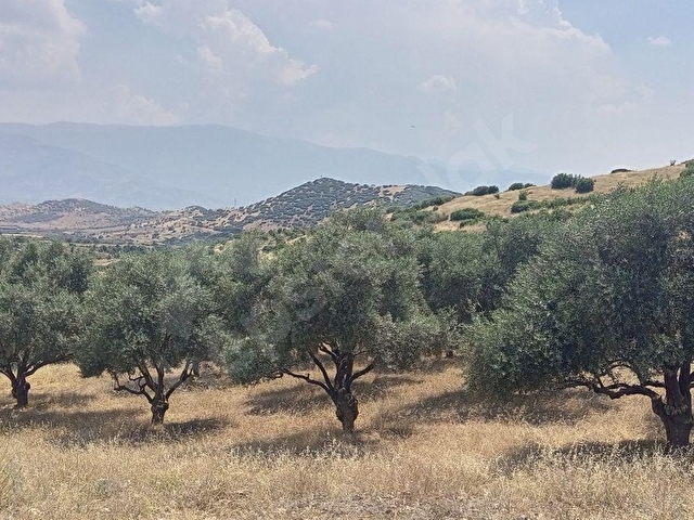 ÖDEMİŞ UZUNDEREDE TEK TAPU MÜSTAKİL PARSEL 10.100m2 YOLU OLAN ARAZİMİZ SATILIKTIR - Görsel 7