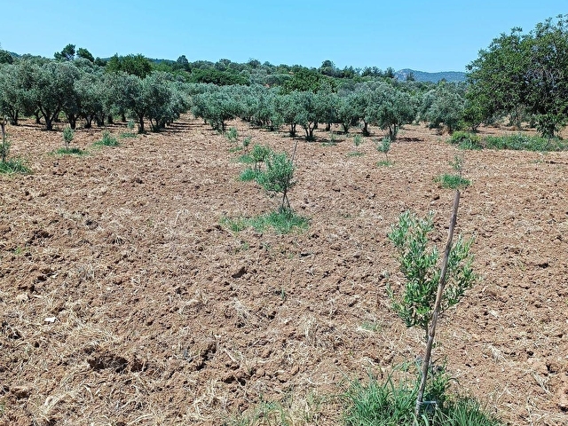 İzmir Menemen Bozalan Köyünde Tek Tapu Satılık Tarla - Görsel 5