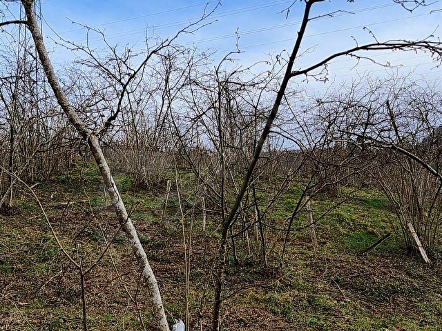 U YAPI GAYRİMENKUL | Sahil Yoluna 900 mt Satılık Arsa | 8,109 m2 - Görsel 19
