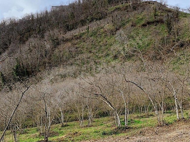 U YAPI GAYRİMENKUL | Sahil Yoluna 900 mt Satılık Arsa | 8,109 m2 - Görsel 12