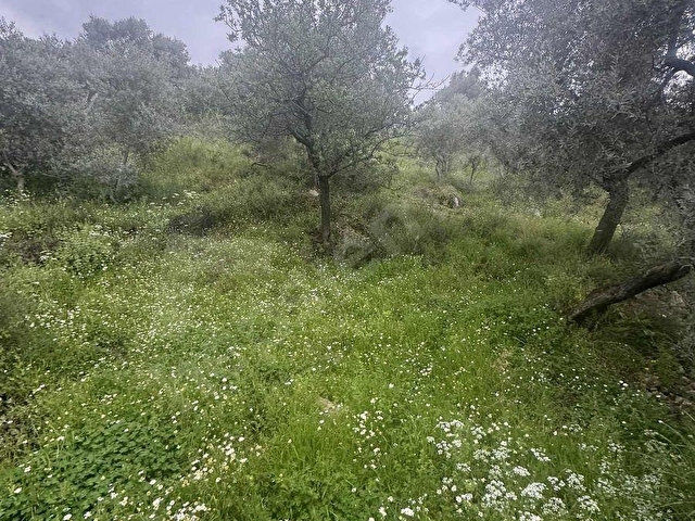 TURYAPTAN SATILIK AKÇAŞEHİR KÖYÜNDE DOĞAYLA İÇ İÇE ÖZEL ARSA - Görsel 22