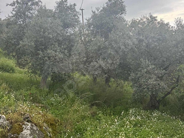 TURYAPTAN SATILIK AKÇAŞEHİR KÖYÜNDE DOĞAYLA İÇ İÇE ÖZEL ARSA - Görsel 5