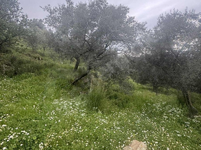 TURYAPTAN SATILIK AKÇAŞEHİR KÖYÜNDE DOĞAYLA İÇ İÇE ÖZEL ARSA - Görsel 25