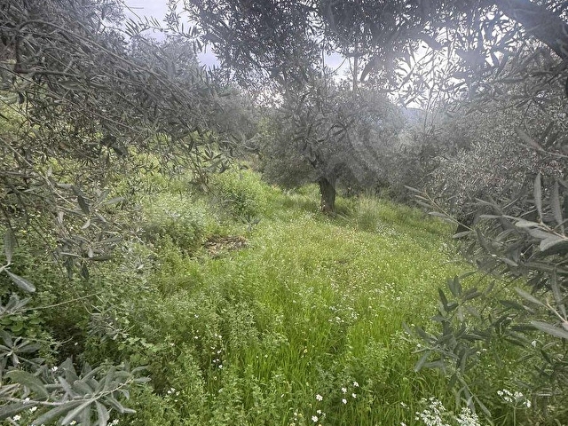 TURYAPTAN SATILIK AKÇAŞEHİR KÖYÜNDE DOĞAYLA İÇ İÇE ÖZEL ARSA - Görsel 21