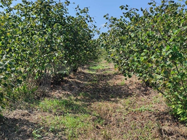 YENİCAMİ (KUŞÇULU)’DA 3 PARSEL BİRDEN TOPLAMDA 6.145 M2 FINDIK BAHÇESİ - Görsel 14