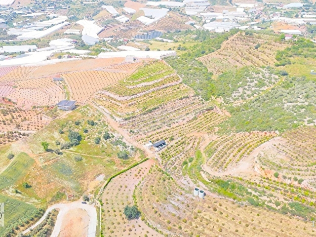 İmamlıda D400e 900 m Zeytin Avokado Lime Bahçesi - Görsel 13