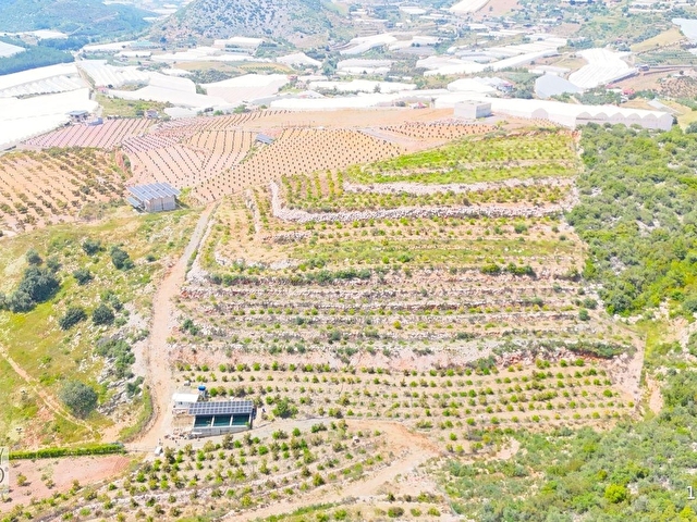 İmamlıda D400e 900 m Zeytin Avokado Lime Bahçesi - Görsel 2