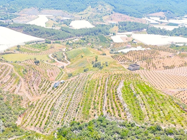 İmamlıda D400e 900 m Zeytin Avokado Lime Bahçesi - Görsel 5