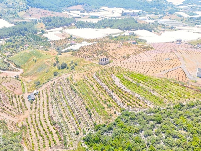 İmamlıda D400e 900 m Zeytin Avokado Lime Bahçesi - Görsel 6