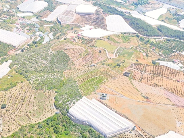 İmamlıda D400e 900 m Zeytin Avokado Lime Bahçesi - Görsel 4