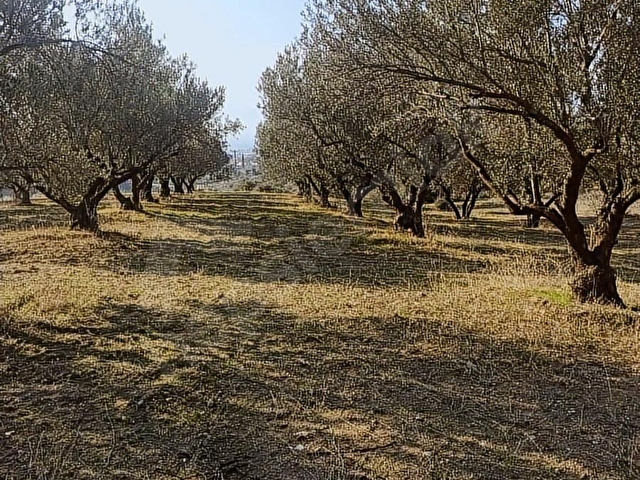 acil satılık zeytinlik 8100m2 elektrik var Musalaryeniköy