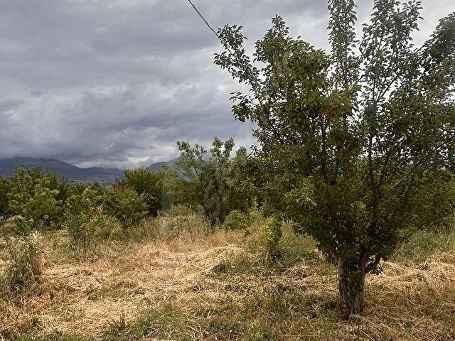 ANAYOLA 400 METRE MESAFEDE SATILIK KAYISI BAHÇESİ - Görsel 14