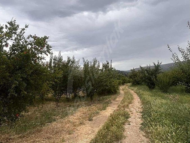 ANAYOLA 400 METRE MESAFEDE SATILIK KAYISI BAHÇESİ - Görsel 17