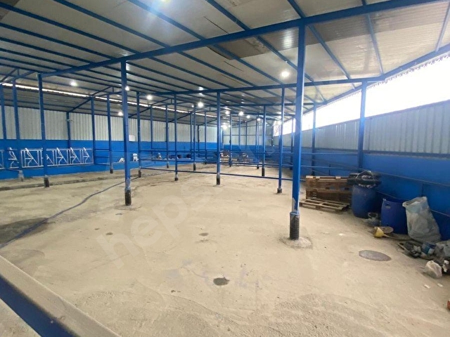 KAFKASTAN KİRALIK BÜYÜKBAŞ HAYVAN ÇİFTLİĞİ