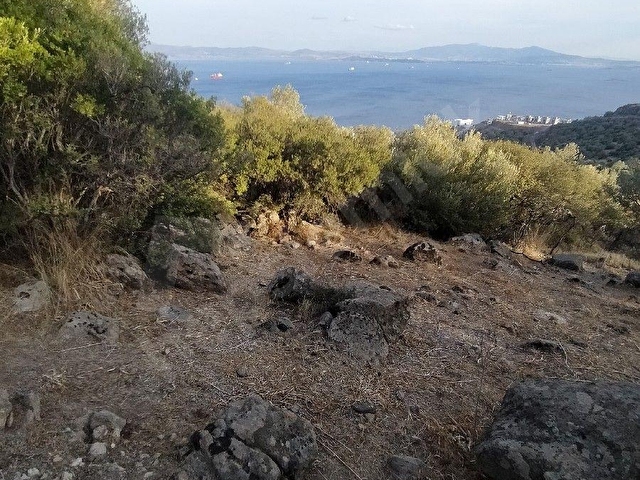 SAADET KORKMAZ Emlaktan Çandarlıda İmara Komşu Muhteşem Manzaralı 3 650 M2 Satılık Zeytinlik - Görsel 9