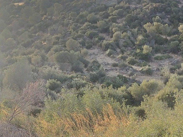 SAADET KORKMAZ Emlaktan Çandarlıda İmara Komşu Muhteşem Manzaralı 3 650 M2 Satılık Zeytinlik - Görsel 29