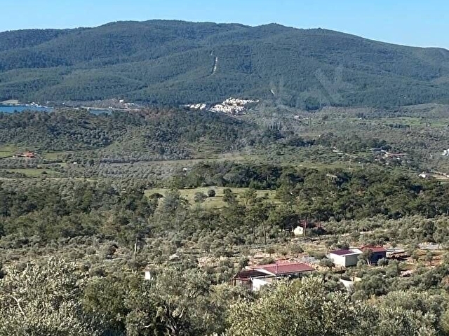 TEK TAPU DENİZ GÖREN 1645 M2  GÜNEY CEPHE ARKASI VE ÖNÜ ASLA KAPANMAYAN ZEYTİNLİK RAKIM 270 METRE - Görsel 4